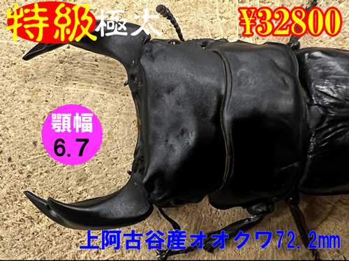 特級極太】顎幅6.7上阿古谷産ｵｵｸﾜ72.2mm成虫ﾍﾟｱ