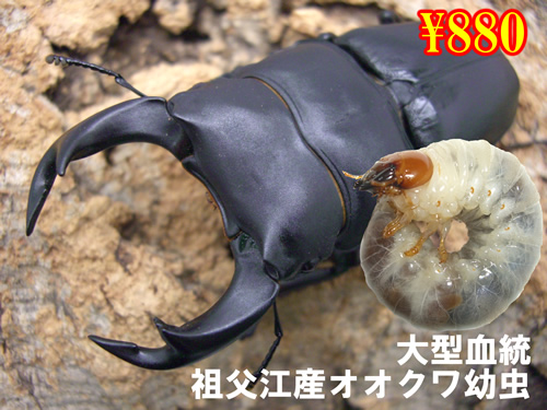 オオクワガタ・クワガタ・カブトムシ・昆虫 通販専門店【フジコン】